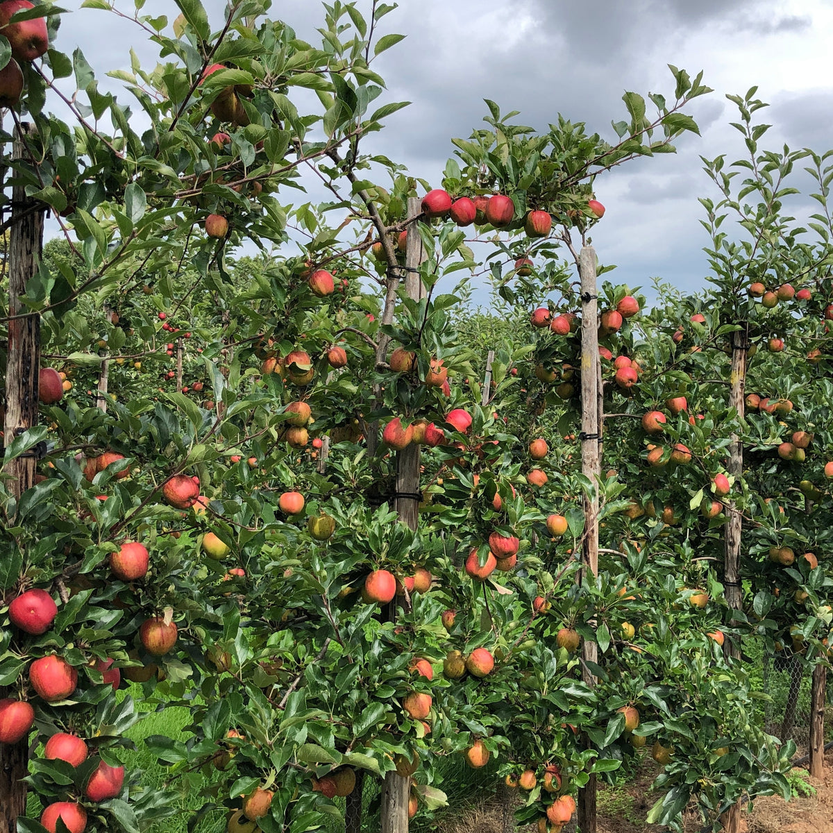 Pommiers - Pommier 'Gala' - Malus domestica Gala
