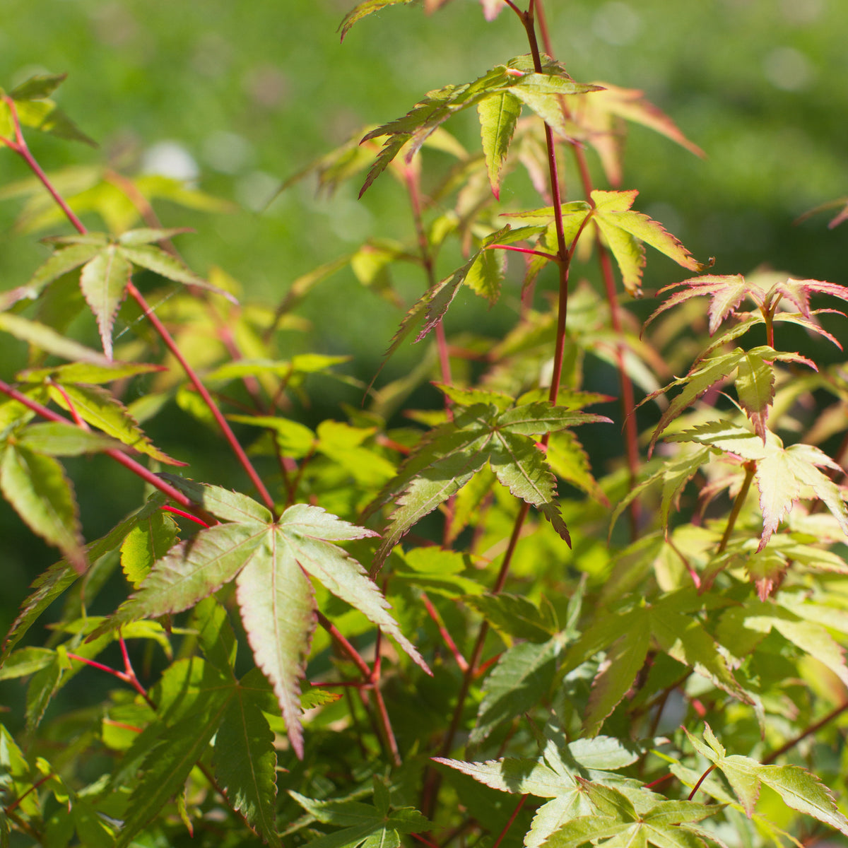 Érable du Japon - Érable du Japon 'Little Princess' - Acer palmatum little princess