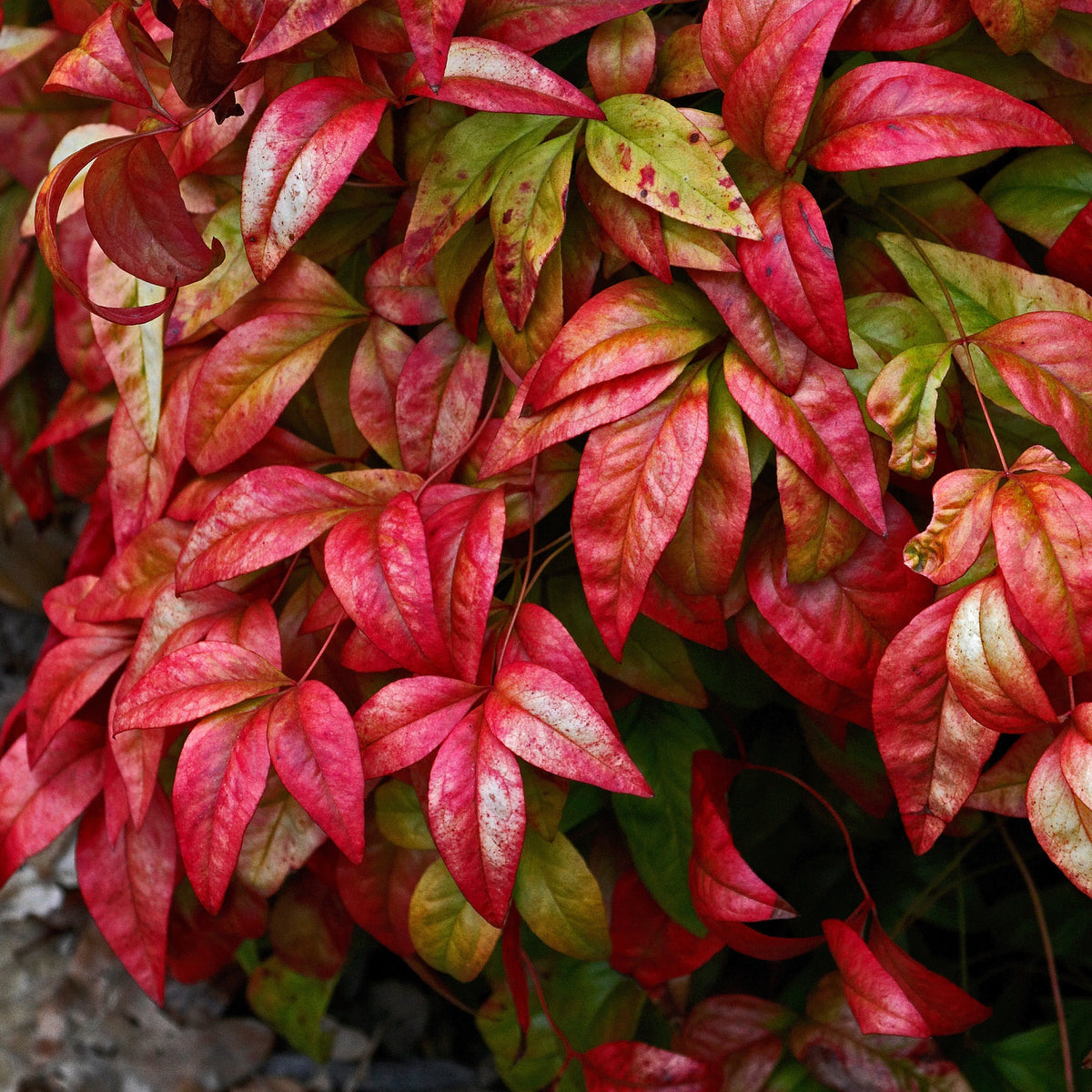 Arbustes fleuris - Bambou sacré 'Blush Pink' - Nandina domestica Aka Blush Pink