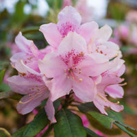 Rhododendron yak 'Doc' - Rhododendron yakushimanum doc - Arbustes fleuris