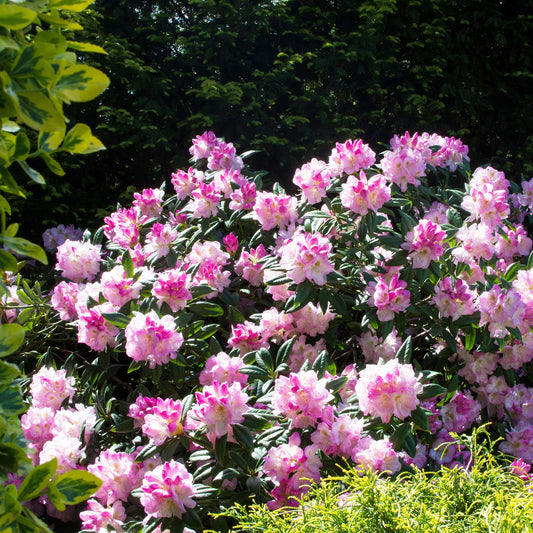 Rhododendron yak 'Doc' - Bakker