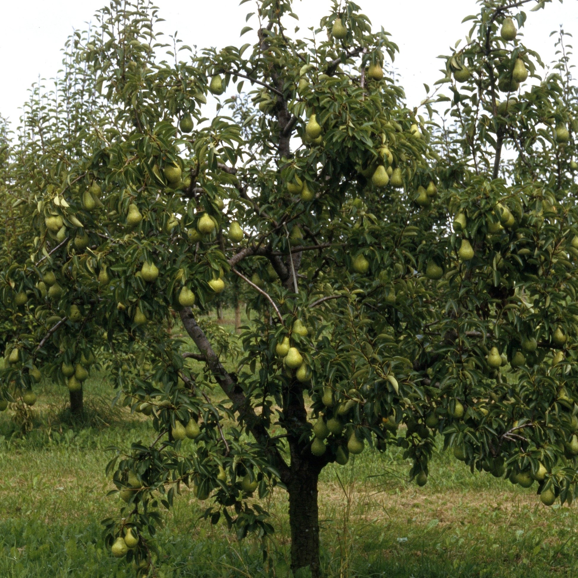 Bakker - Poirier 'Williams' - Pyrus communis william's ('bon chrétien')