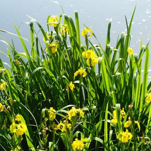 Bakker - Iris des marais - Iris pseudacorus