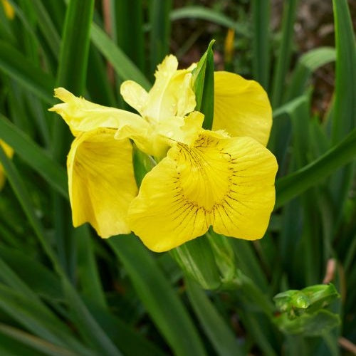 Bakker - Iris des marais - Iris pseudacorus