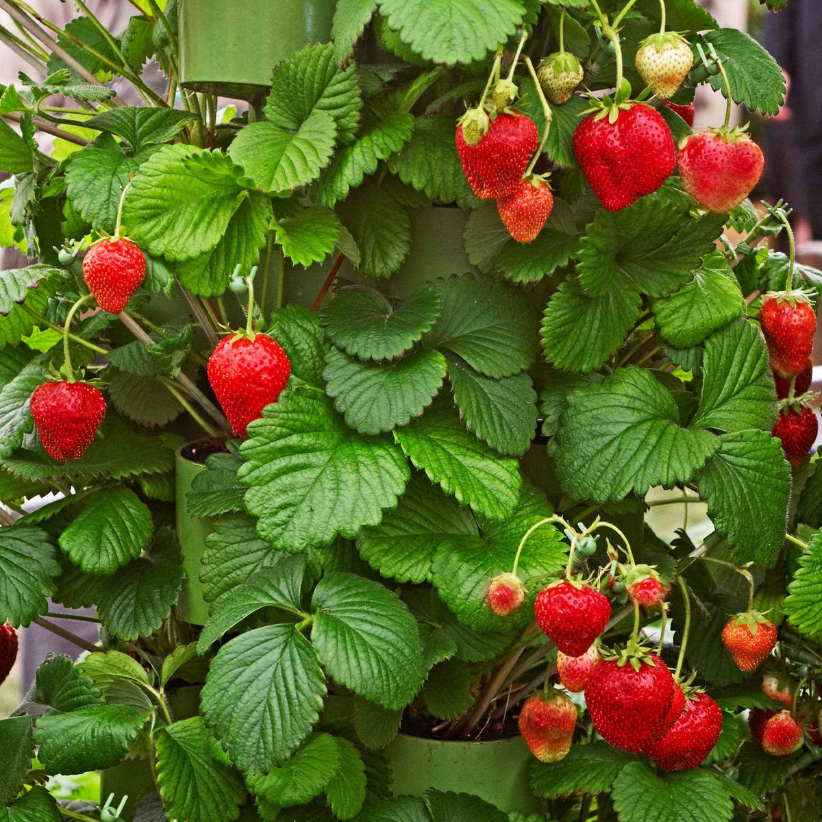 20 Fraisiers Maxim - Bakker