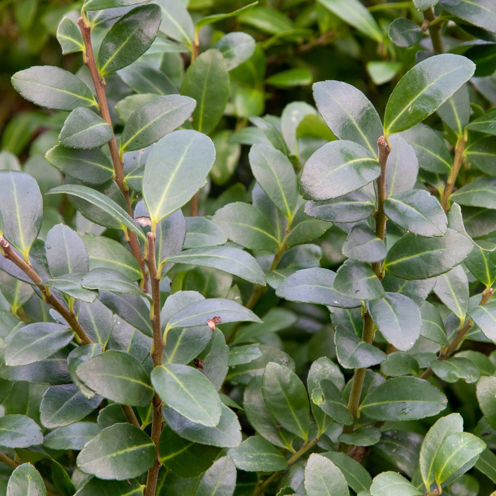 Ilex crenata 'caroline upright' - Houx crénelé 'Caroline Upright' - Arbustes fleuris