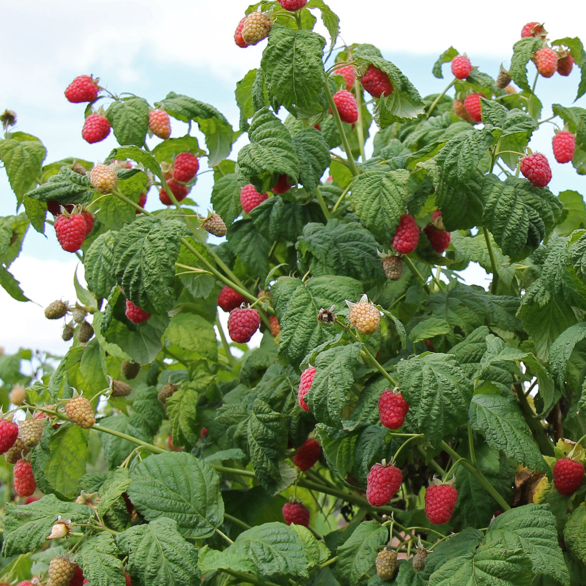 Framboisier 'Malling Promise' - Rubus idaeus Malling Promise - Bakker