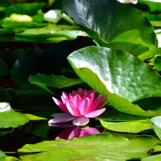 Nénuphar 'James Brydon' - Bakker