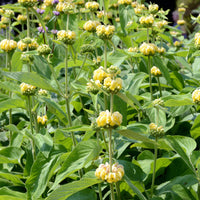 Phlomis russeliana - Sauge de Jérusalem - Sauges