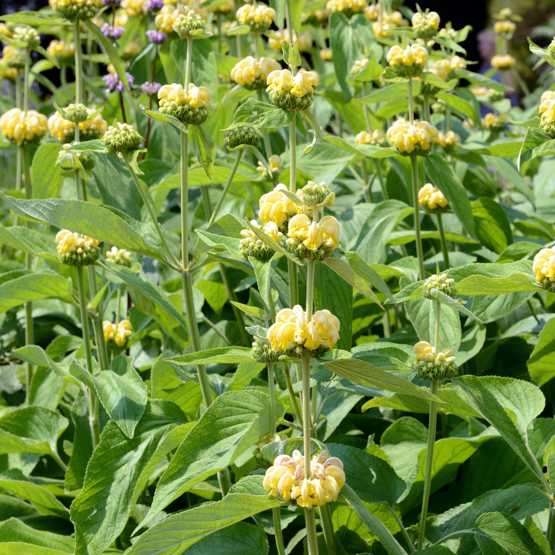 Phlomis russeliana - Sauge de Jérusalem - Sauges