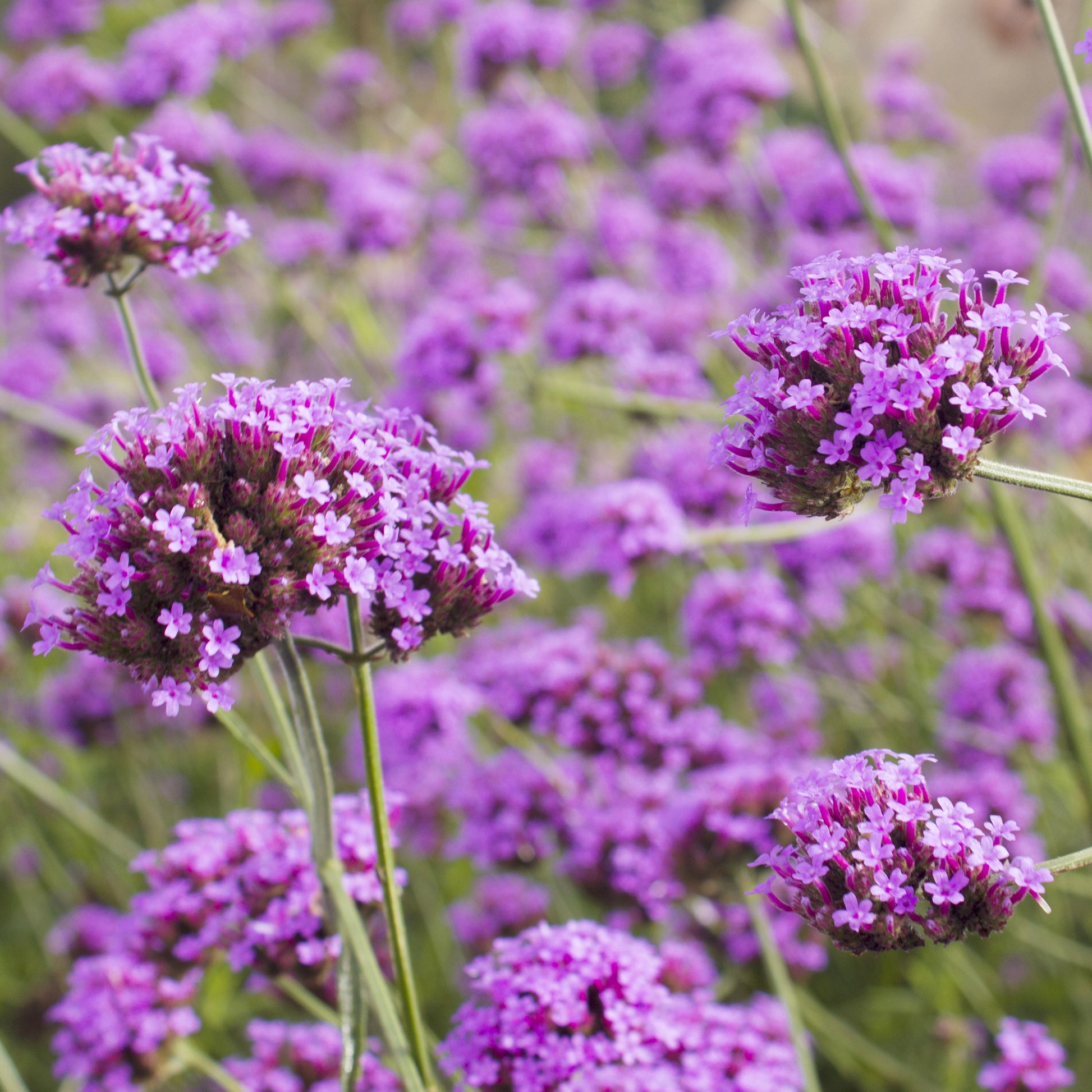 Plantes vivaces - Verveine de Buenos-Aires - Verbena bonariensis