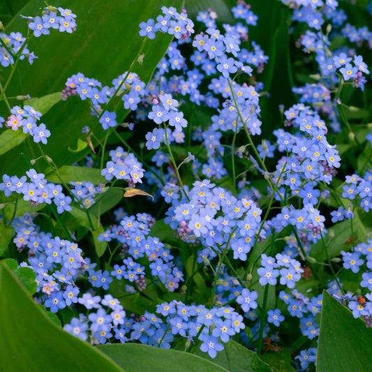 Myosotis des marais - Bakker