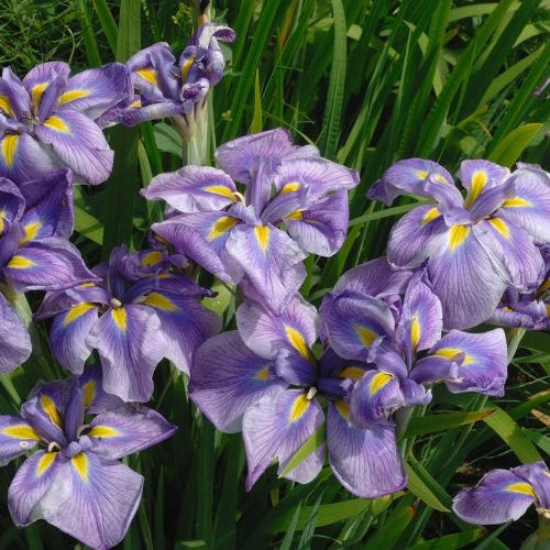 Iris du Japon - Bakker
