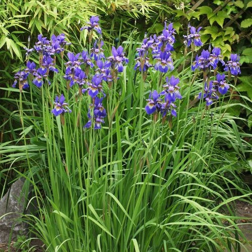 Iris sibirica - Iris de Sibérie - Iris de Sibérie