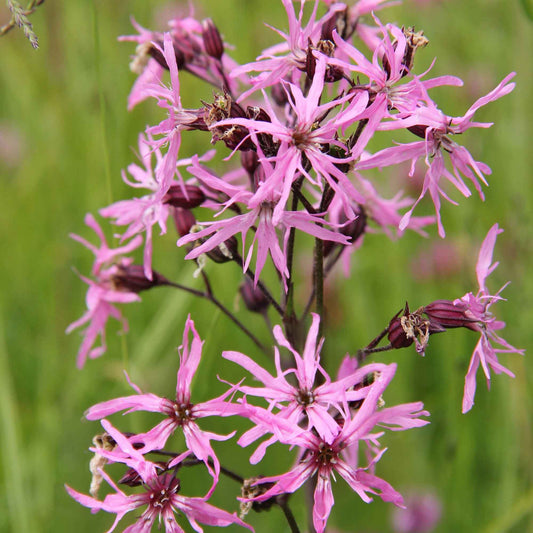 3 Lychnis flos-cuculi - Œillets des près - Bakker