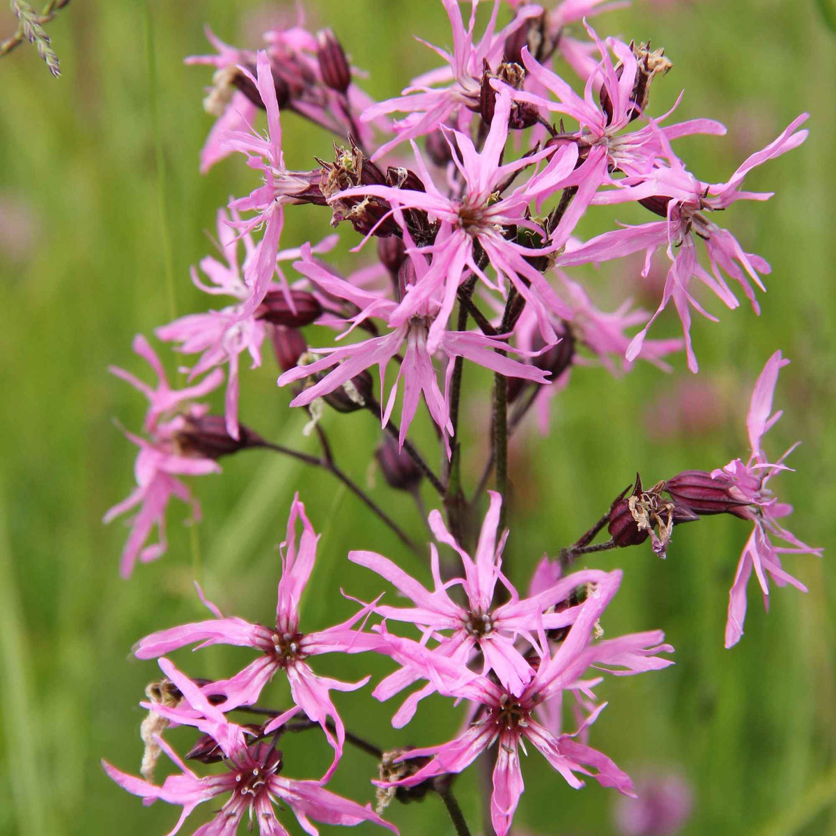 3 Lychnis flos-cuculi - Œillets des près - Bakker