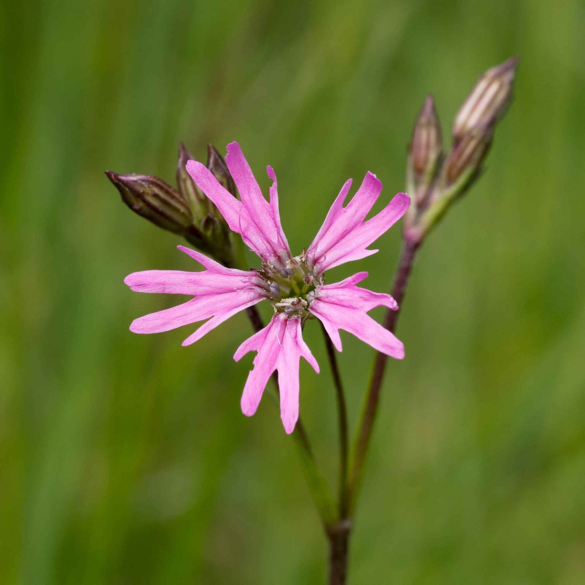 3 Lychnis flos-cuculi - Œillets des près - Lychnis flos-cuculi - Bakker