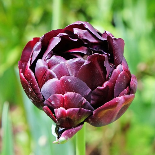 Bakker - 10 Tulipes à fleurs de pivoine Black Hero - Tulipa black hero - Tulipes
