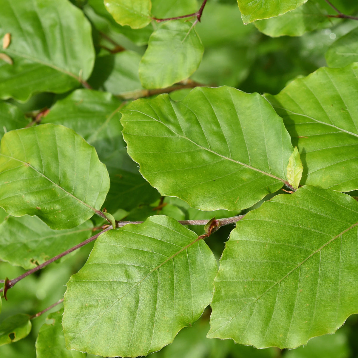 Vente Hêtre commun - Fagus sylvatica