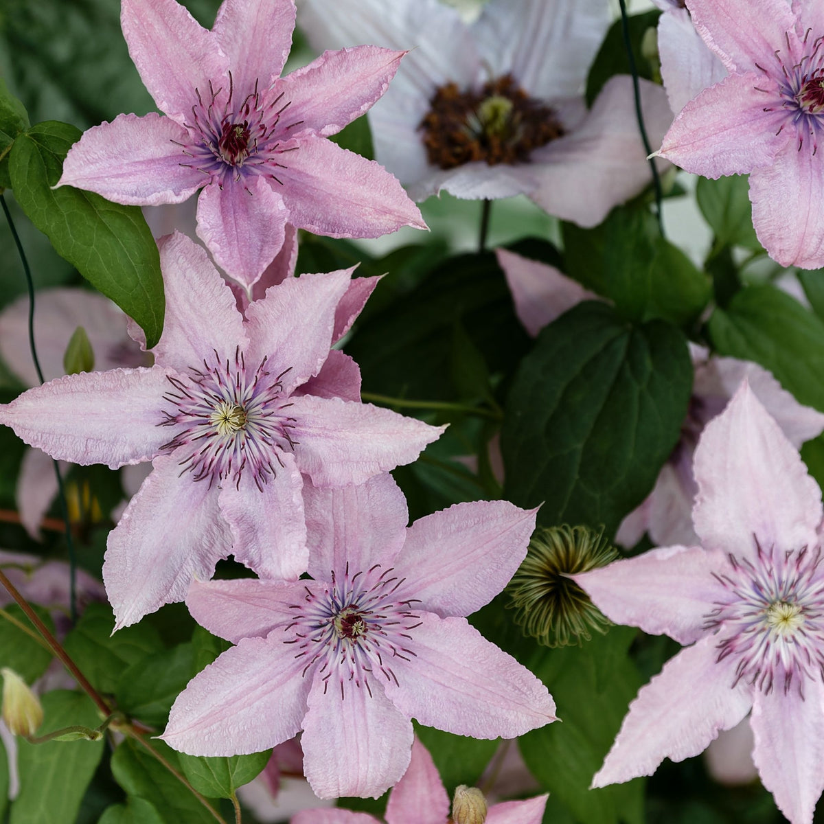 Clématite 'Hagley Hybrid' - Bakker