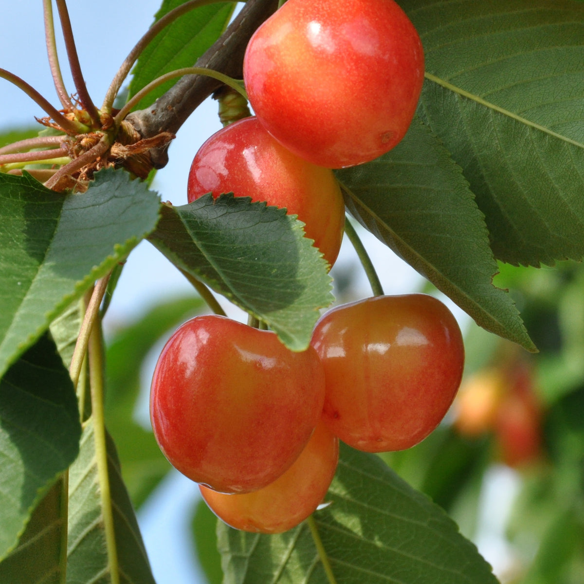 Cerisier 'Bigarreau Napoléon' - Prunus avium bigarreau Napoléon - Bakker