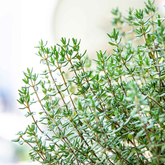 Thym d'été - Bakker