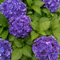 Hortensia 'Deep Purple Dance' - Hydrangea macrophylla deep purple dance - Hortensia