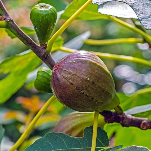 Figuiers - Figuier 'Brown Turkey' - Ficus carica Brown Turkey