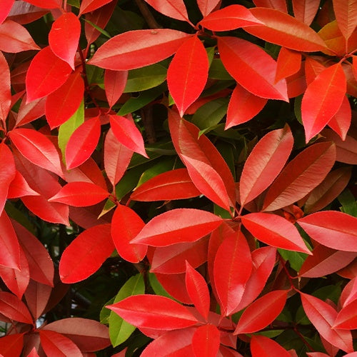 Photinia fraseri Red Robin - Photinia 'Red Robin' - Photinia