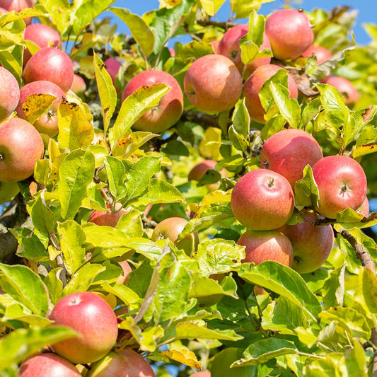 Pommier Reine des Reinettes - Bakker.com | France