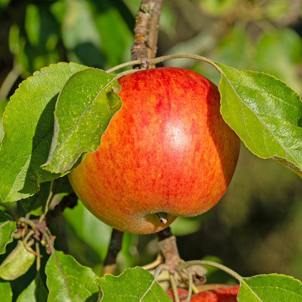 Pommier Reine des Reinettes - Malus domestica Reine des Reinettes - Bakker