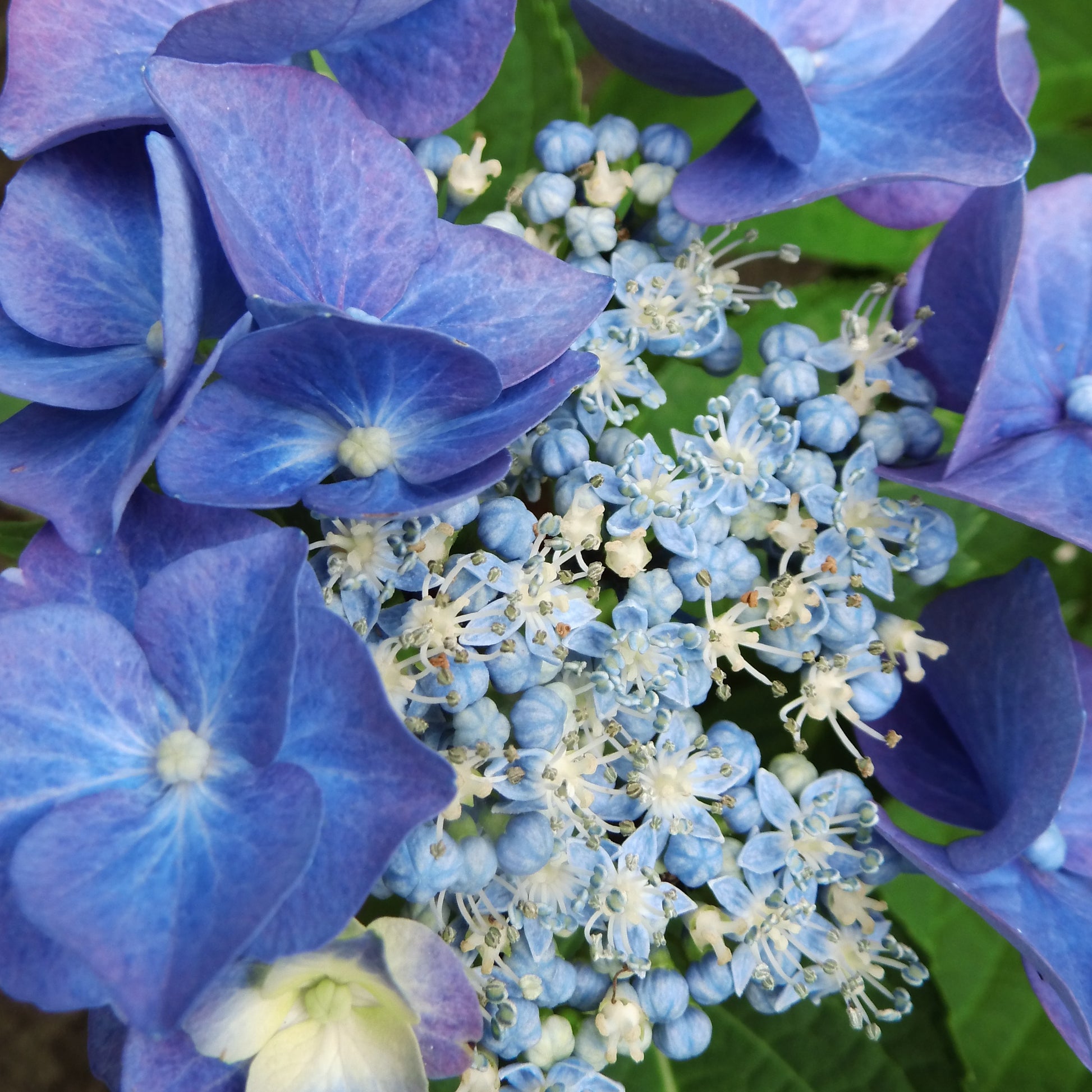 Hortensia 'Teller blue' - Hydrangea macrophylla teller blue - Hortensia