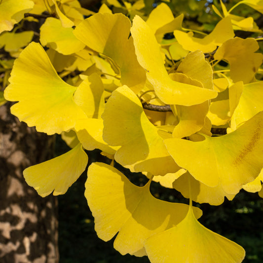 Arbre aux 40 écus - Ginkgo biloba - Bakker