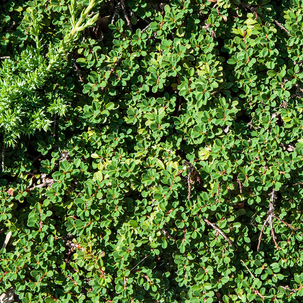 Cotonéaster de Dammer - Cotoneaster Dammeri - Bakker