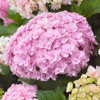 Hortensia 'Doppio Nuvola' - Hydrangea macrophylla Doppio Nuvola - Bakker