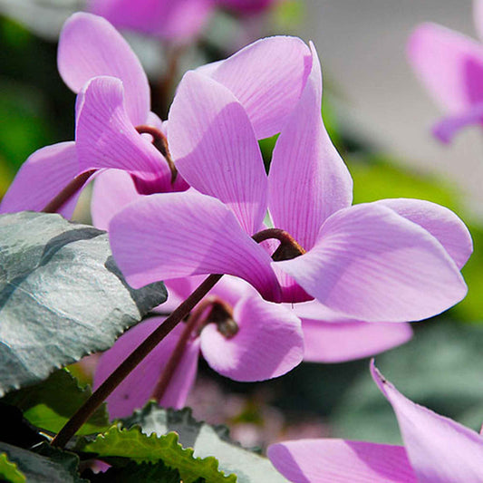 3 Cyclamens de Naples rose - Bakker