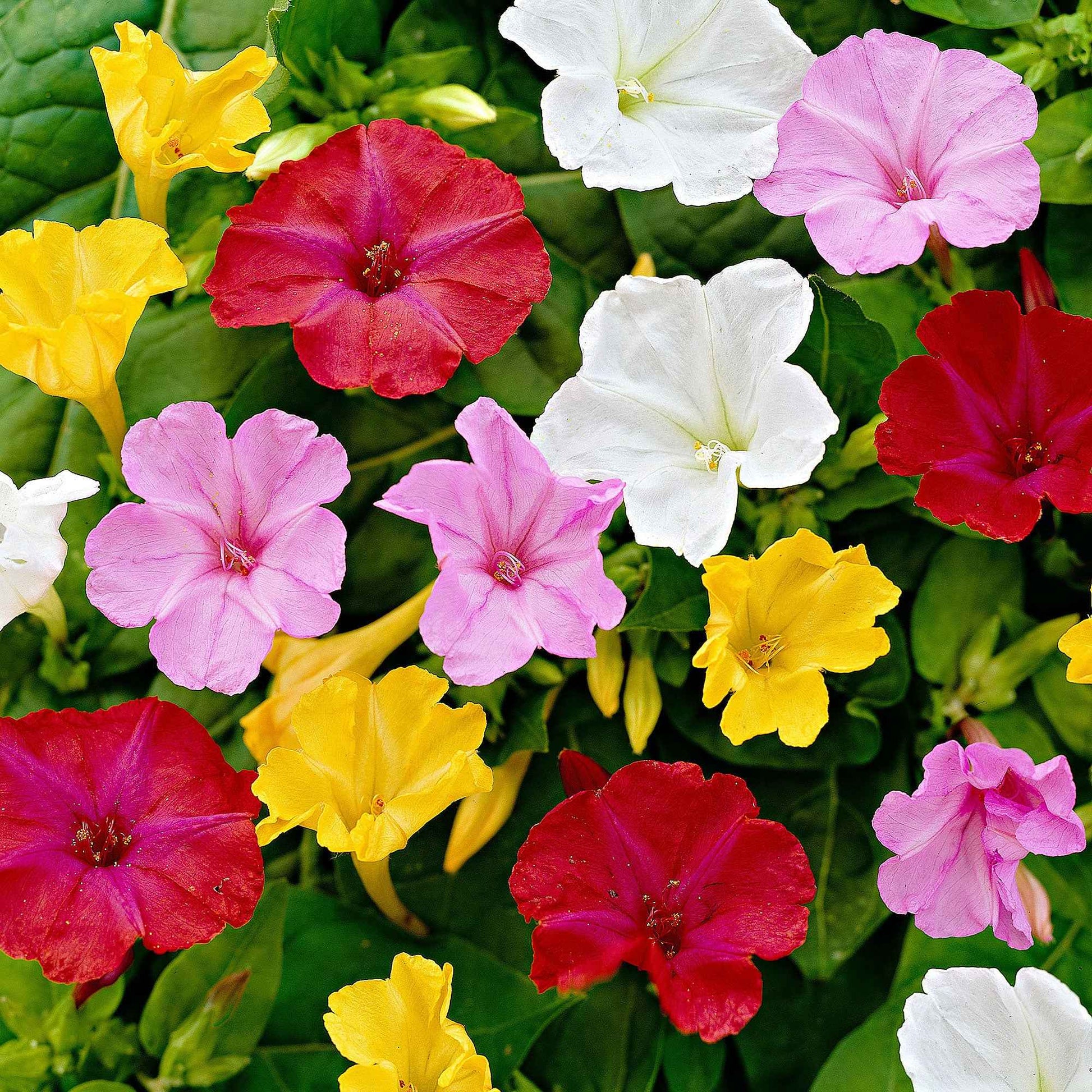 6x Belle-de-nuit Mirabilis jalapa - Mélange  - Plants à racines nues - Caractéristiques des plantes