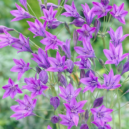 100x Triteleia ixioides 'Queen Fabiola' bleu - Arbustes à papillons et plantes mellifères