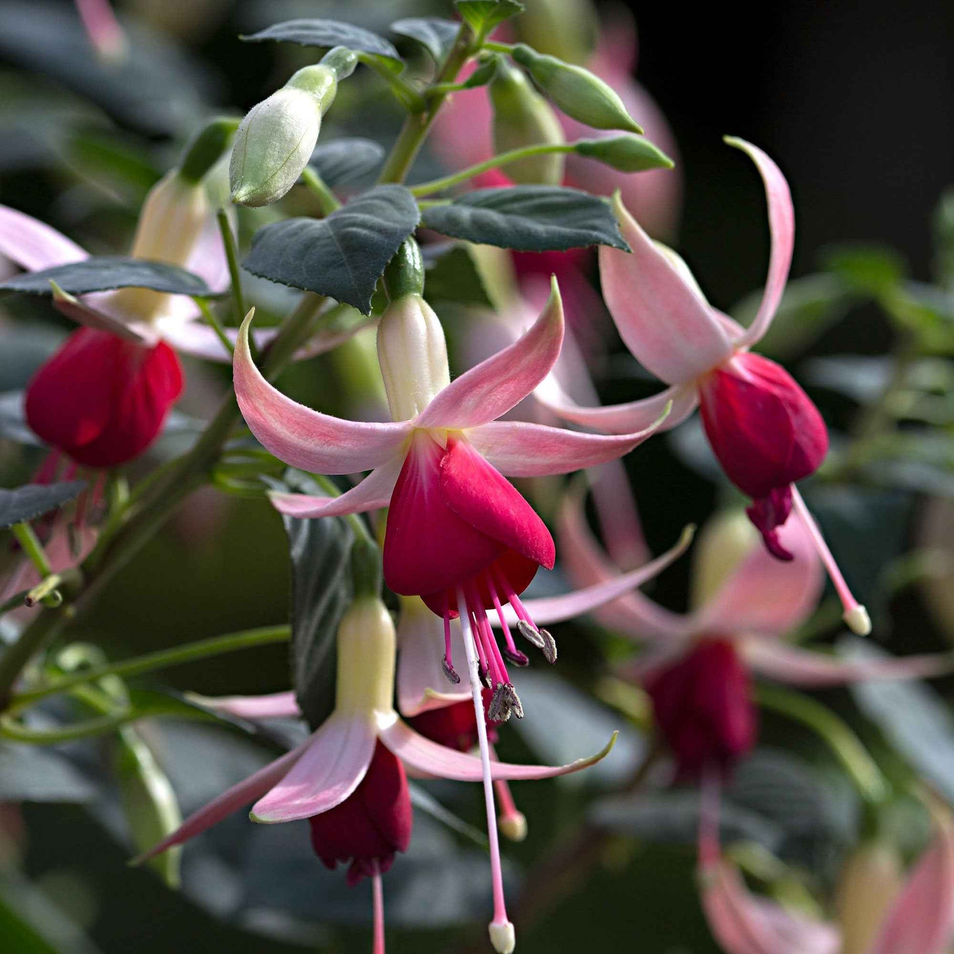3x Fuchsia 'Celia Smedley' rouge-rose - Plantes pour la terrasse et le balcon