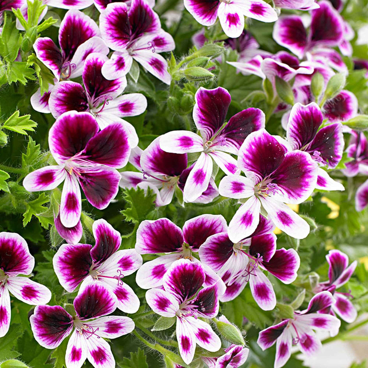 3 Pelargoniums odorants Mosquitaway Eva - Pelargonium 'mosquitaway eva' - Bakker