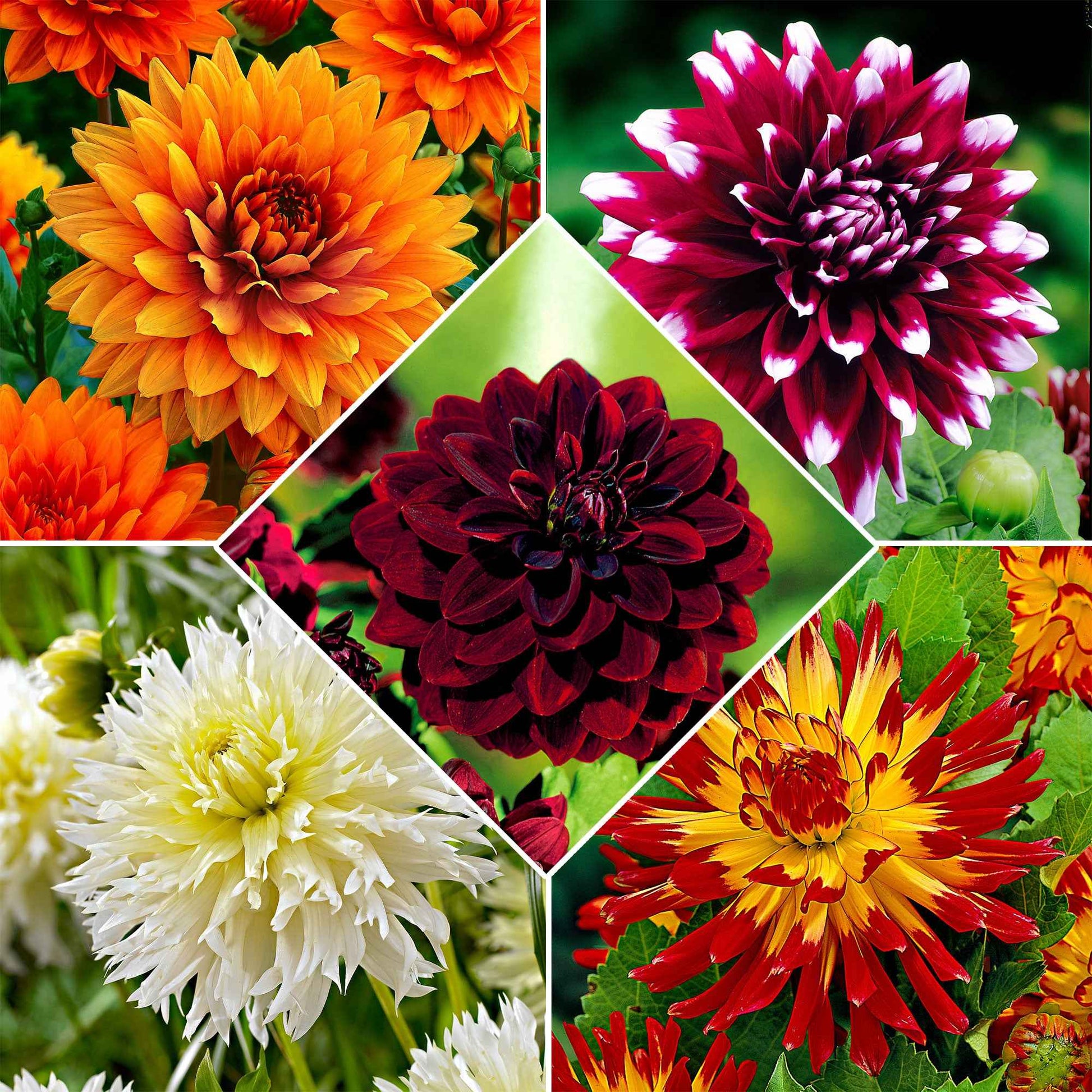 5x Grandes fleurs Dahlia - Mélange 'The Kiss' - Bulbes d'été