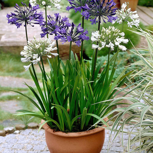 3 Agapanthes violettes et blanche en mélange - Bakker