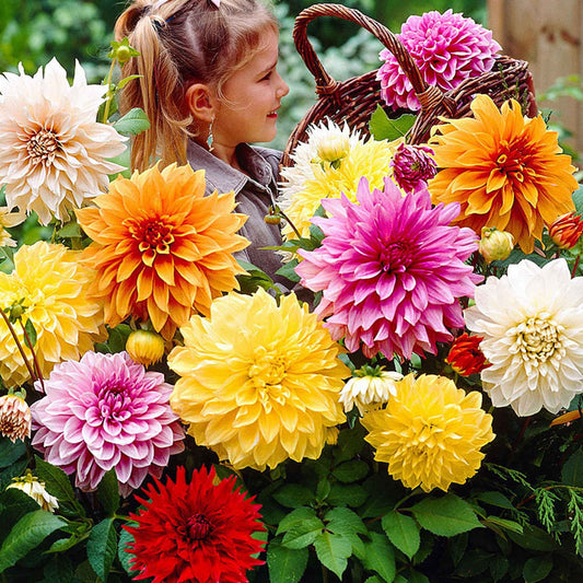 5 Dahlias à grandes fleurs Mammoth en mélange - Bakker