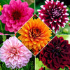 5 Dahlias à grandes fleurs en mélange - Bakker