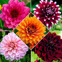 Dahlia à grandes fleurs - Mélange 'Decoratief' mélange de couleurs - Bulbes d'été