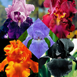 5 Iris des jardins Magic Melange en mélange - Bakker