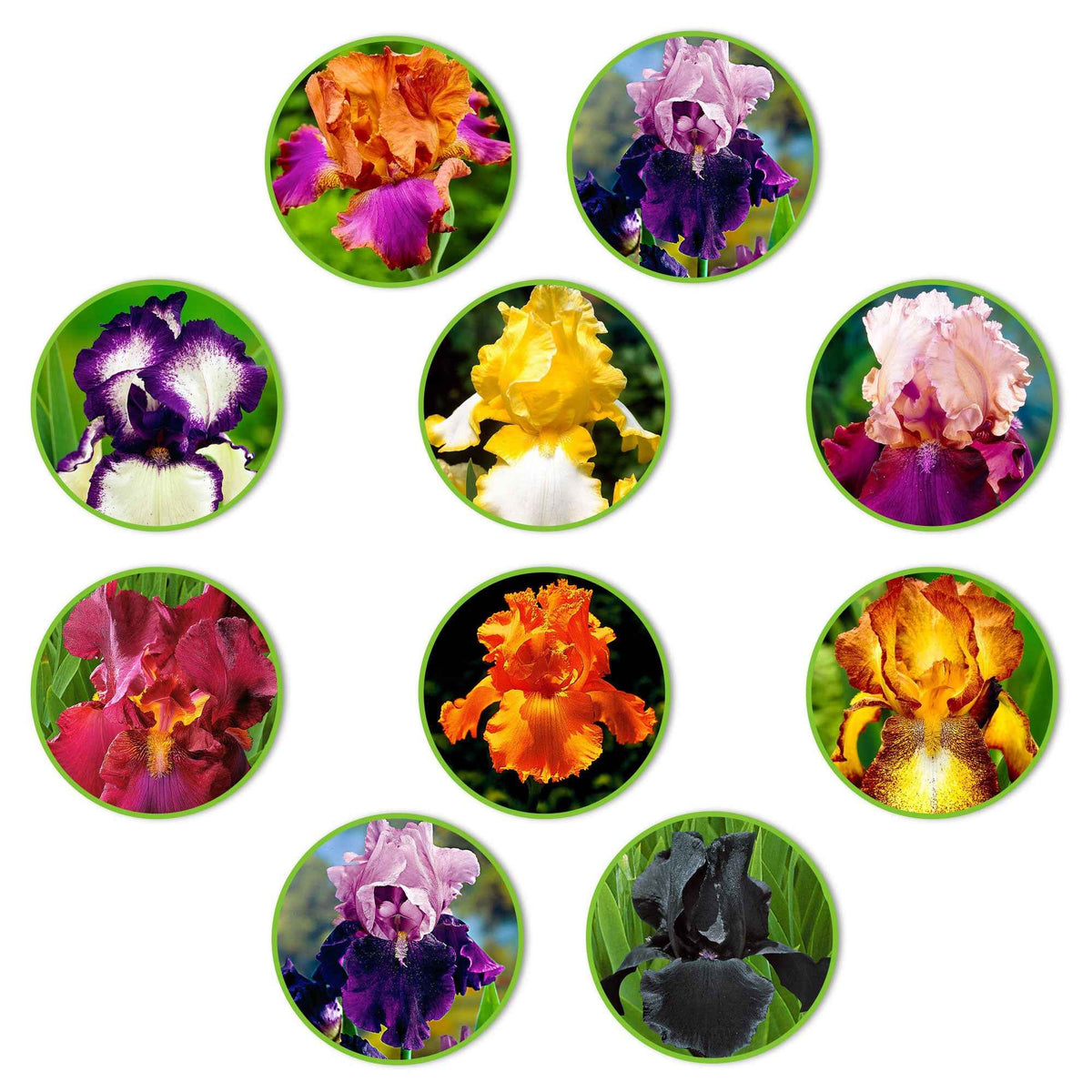 Iris des jardins en mélange 'Flowertastic' - Iris germanica 'florentina' - Bakker