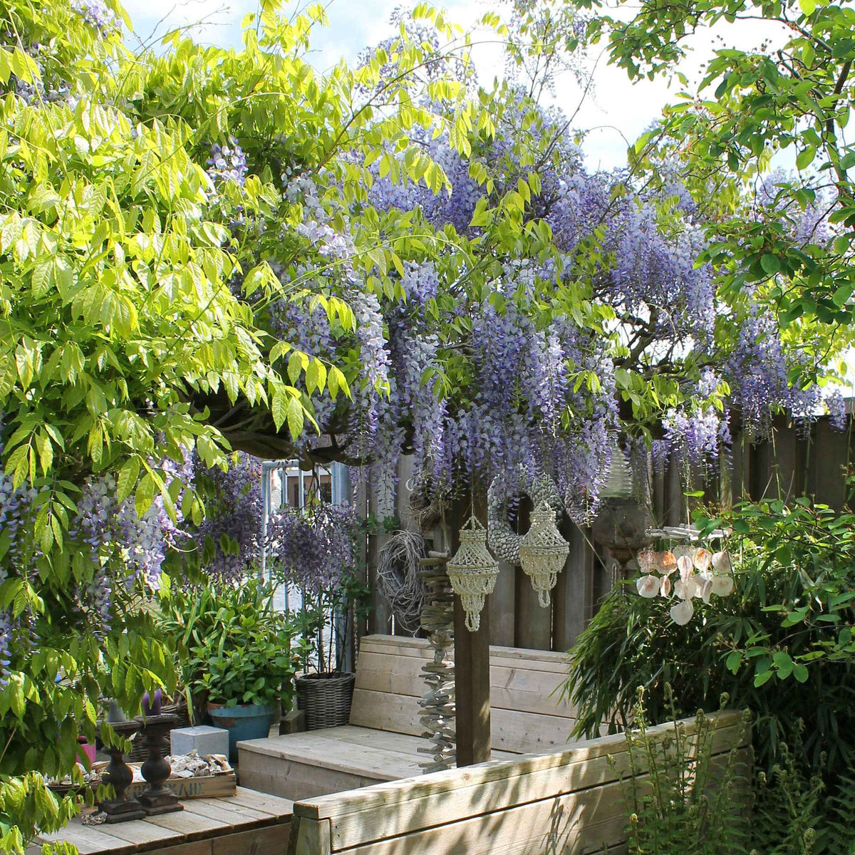 Glycine de Chine 'Caroline' - Bakker