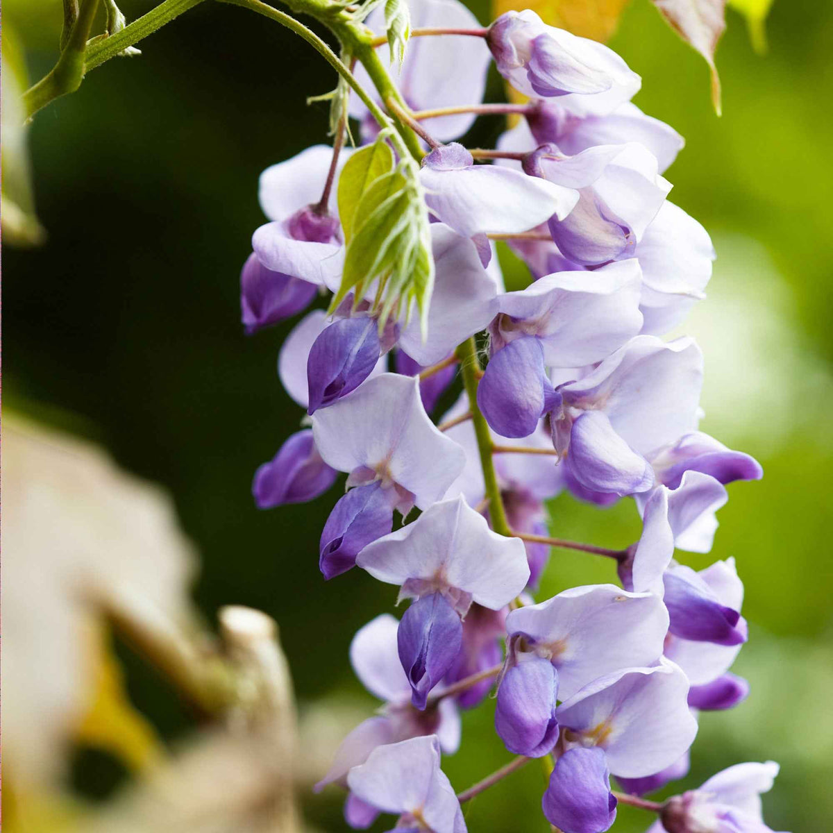 Glycine de Chine 'Caroline' - Wisteria sinensis 'caroline' - Bakker