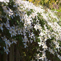 Clématite montana ‘Grandiflora‘ blanche - Arbustes